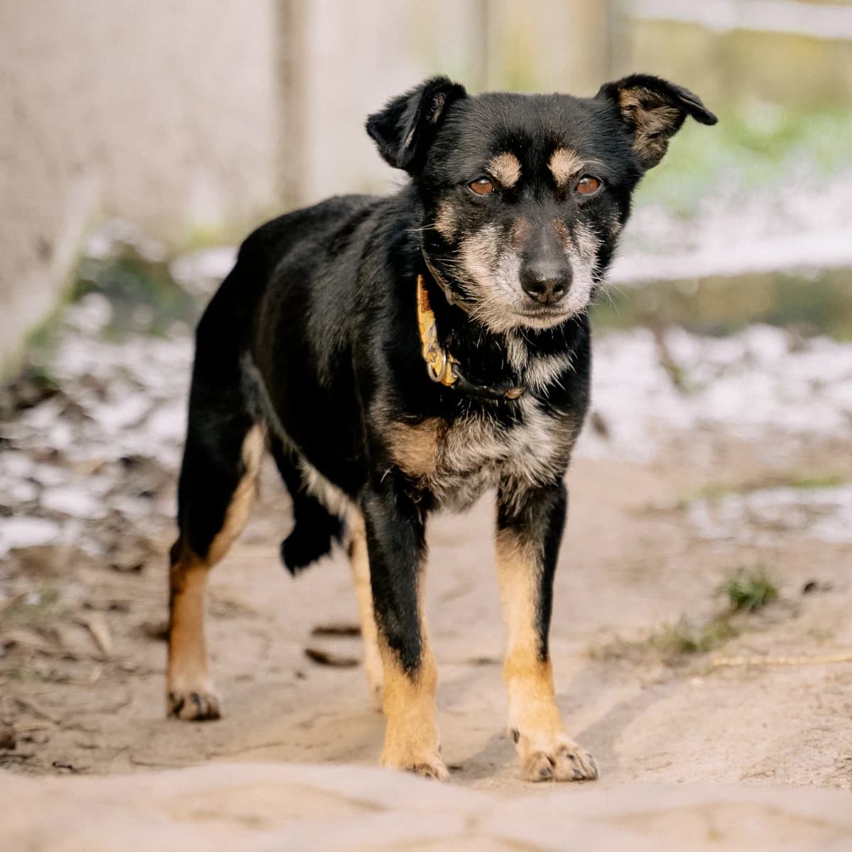 Kropek, male senior Mixed Breed for adoption at Fundacja Viva Korabiewice, Korabiewice