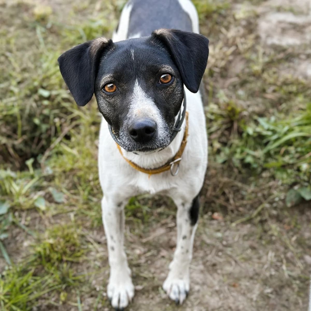 Łatka, female Mixed Breed for adoption at Fundacja Viva Korabiewice, Korabiewice