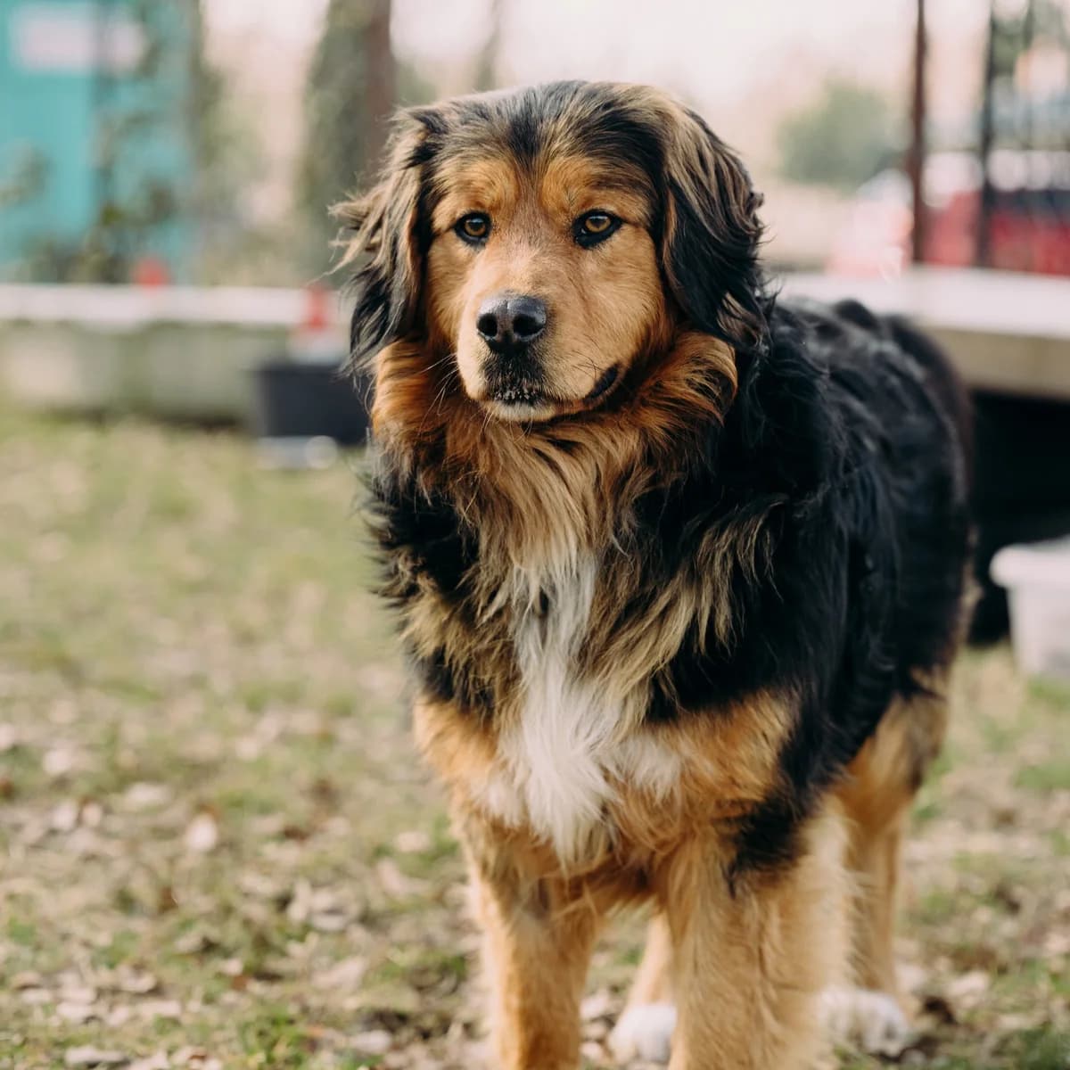 Leo, male 4yo Mixed Breed for adoption at Fundacja Viva Korabiewice, Korabiewice