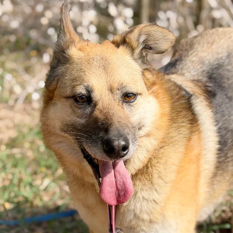 Lila (lilka), female senior Mixed Breed for adoption at Fundacja Viva Korabiewice, Korabiewice
