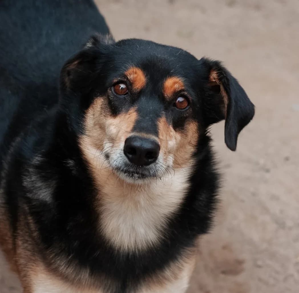 Lusi, female Mixed Breed for adoption at Fundacja Viva Korabiewice, Korabiewice
