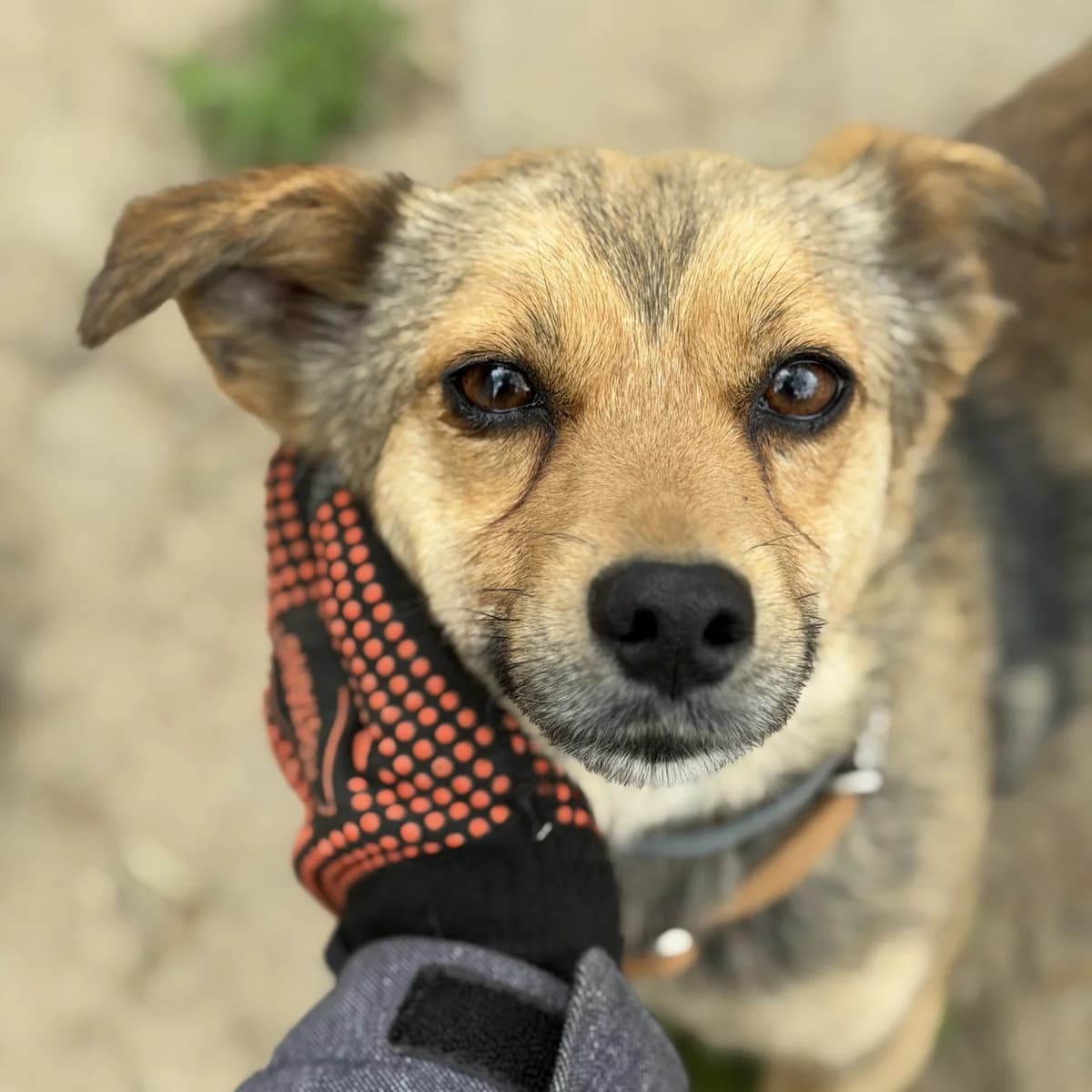 Malaga, female young Mixed Breed for adoption at Fundacja Viva Korabiewice, Korabiewice