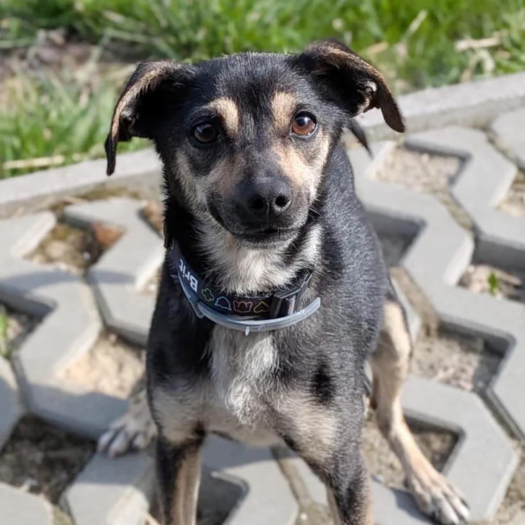 Marcysia, female Mixed Breed for adoption at Fundacja Viva Korabiewice, Korabiewice