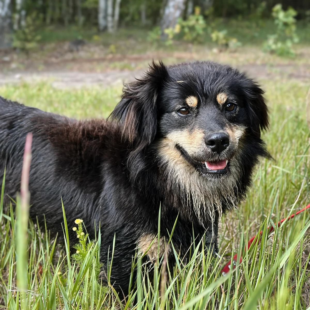 Nero, male Mixed Breed for adoption at Fundacja Viva Korabiewice, Korabiewice