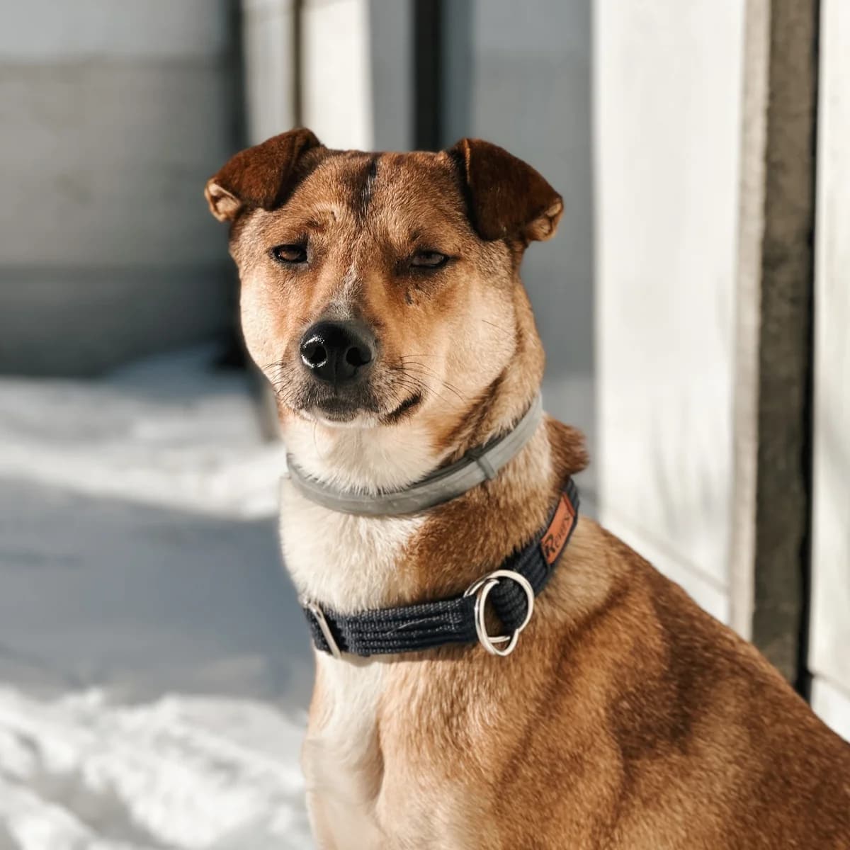 Nora, female 6yo Mixed Breed for adoption at Fundacja Viva Korabiewice, Korabiewice