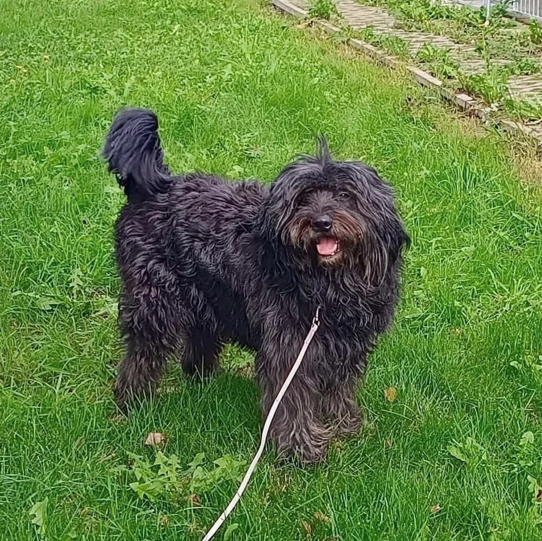 Ramen, male 5yo Mixed Breed for adoption at Fundacja Viva Korabiewice, Korabiewice