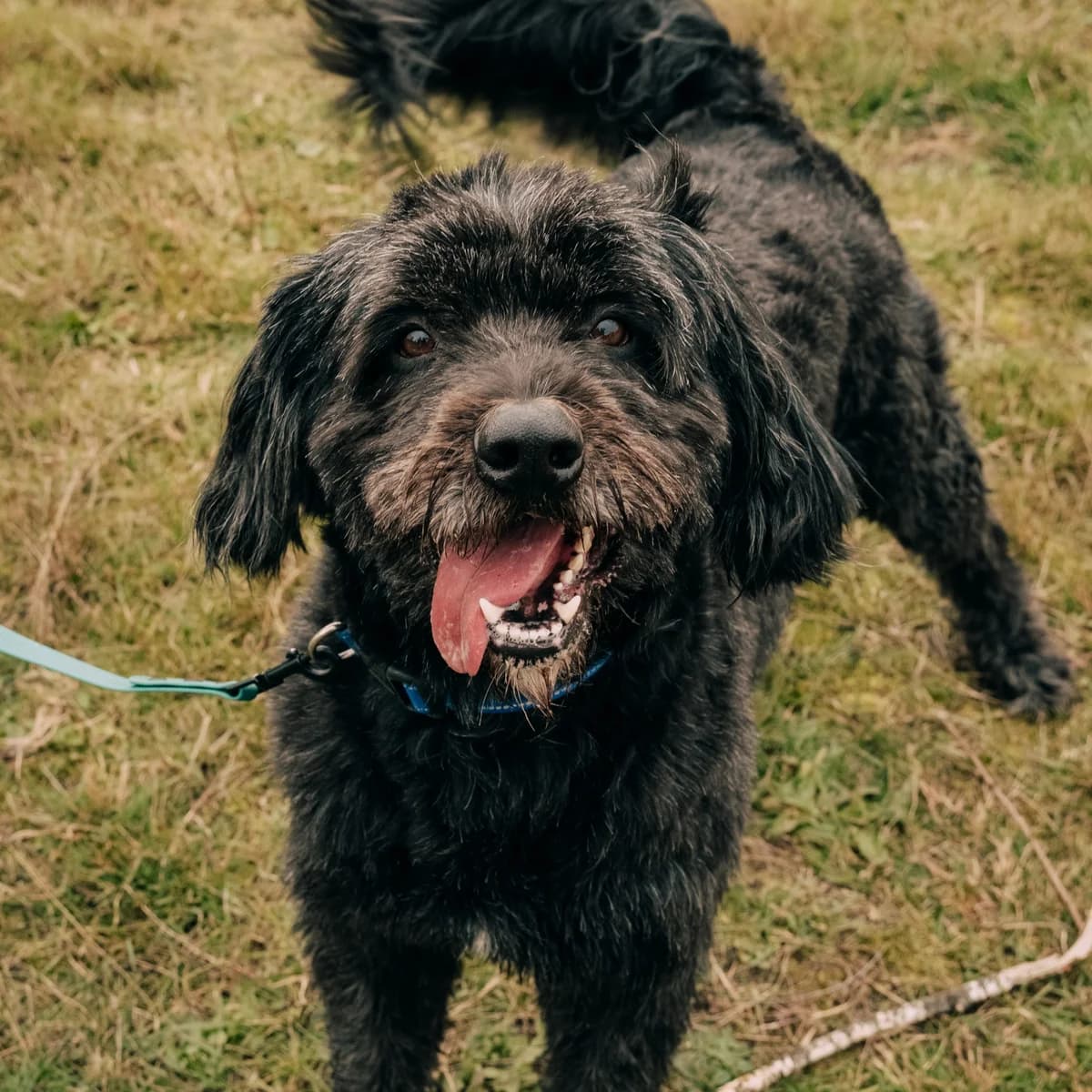 Ramen, male 5yo Mixed Breed for adoption at Fundacja Viva Korabiewice, Korabiewice