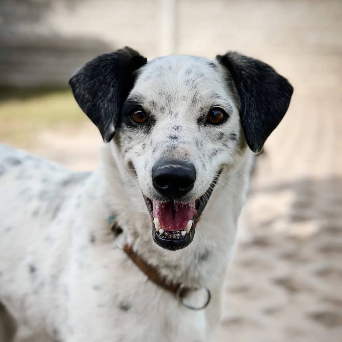 Rebus, male Mixed Breed for adoption at Fundacja Viva Korabiewice, Korabiewice