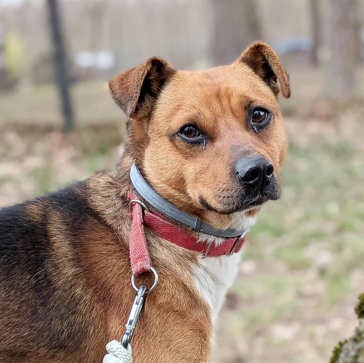 Snickers, male Mixed Breed for adoption at Fundacja Viva Korabiewice, Korabiewice
