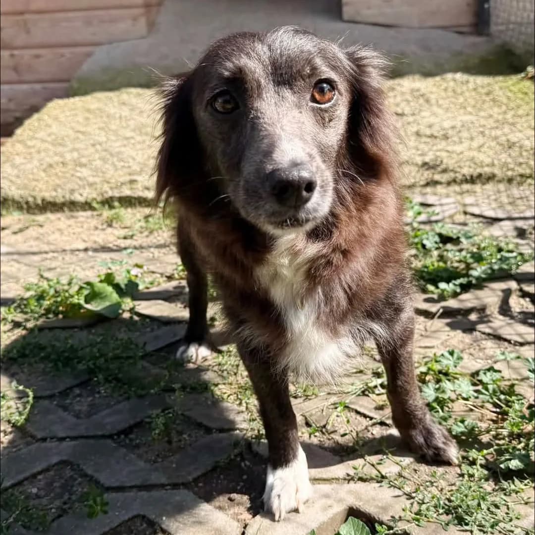 Szałwia, female 3yo Mixed Breed for adoption at Fundacja Viva Korabiewice, Korabiewice