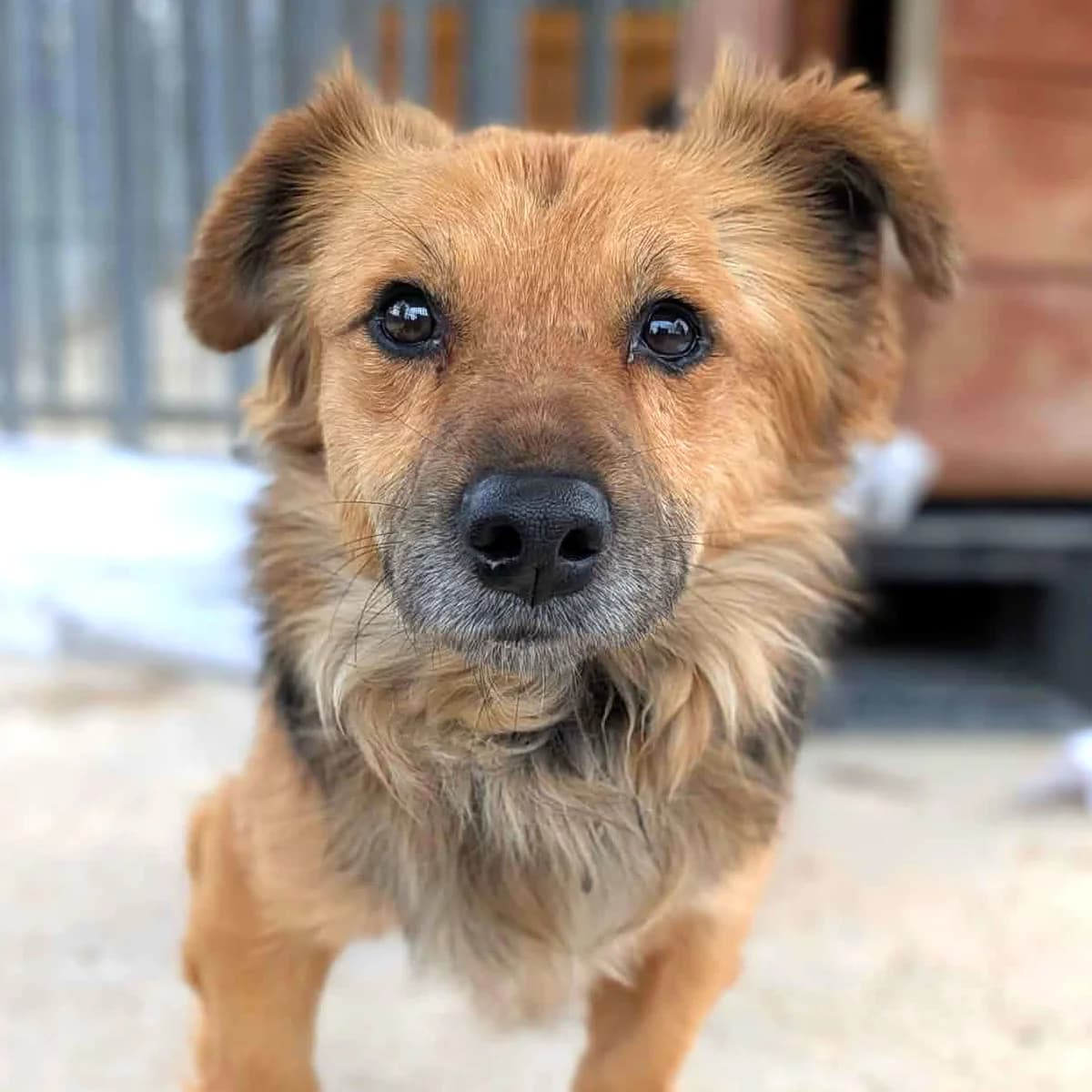Tedi, male young Mixed Breed for adoption at Fundacja Viva Korabiewice, Korabiewice