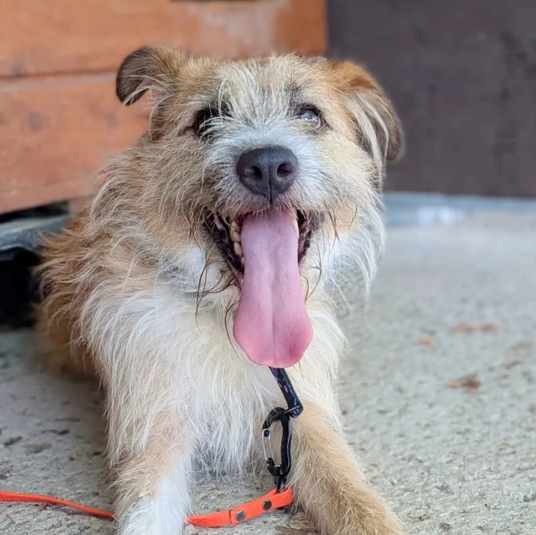 Texas, male 4yo Mixed Breed for adoption at Fundacja Viva Korabiewice, Korabiewice