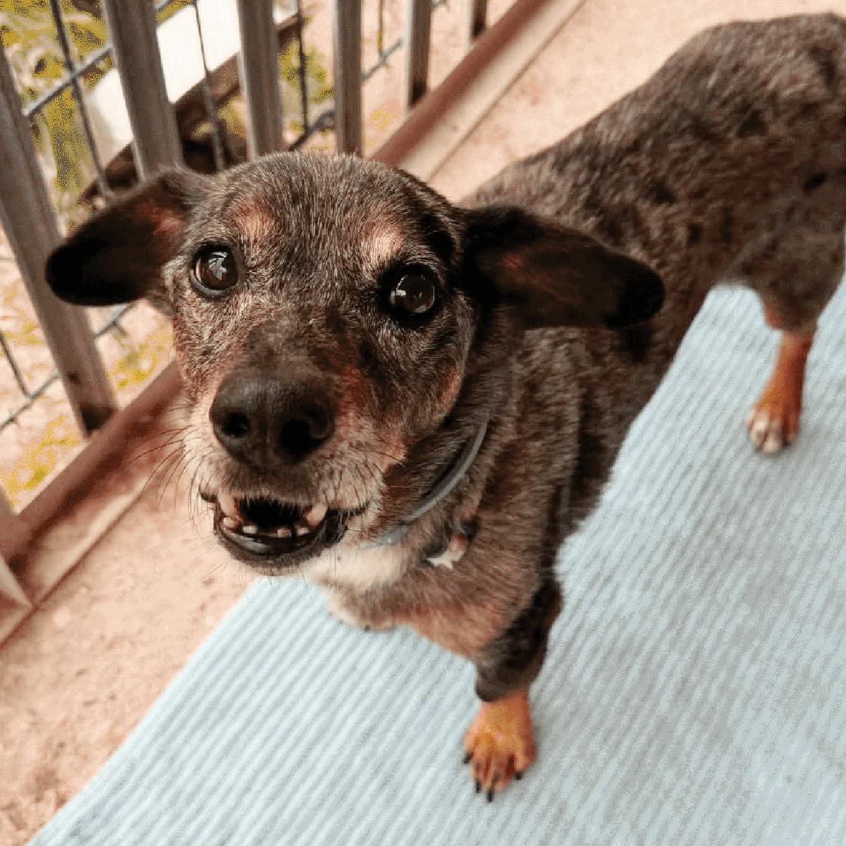 Tomuś, male senior Mixed Breed for adoption at Fundacja Viva Korabiewice, Korabiewice