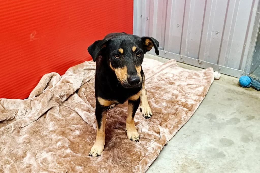 Apsik 173/26, male puppy Mixed Breed for adoption at Schronisko dla Zwierząt Wałbrzych