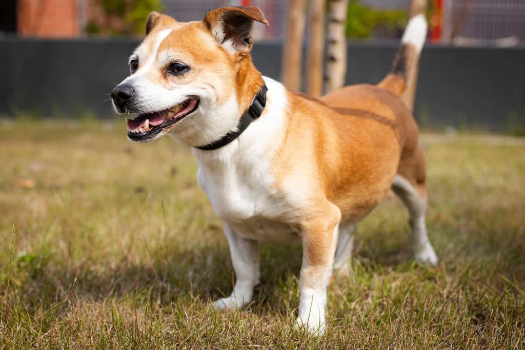 Dasti 117/26, male puppy Mixed Breed for adoption at Schronisko dla Zwierząt Wałbrzych