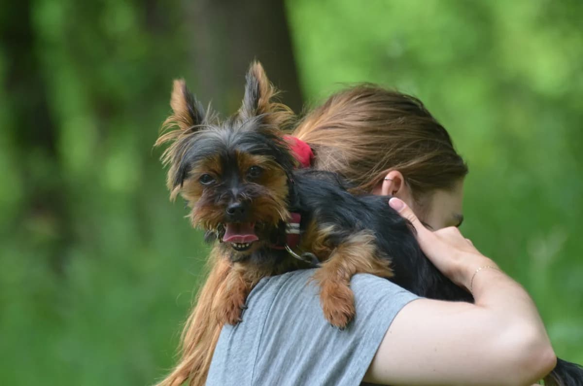 Camila, female Yorkshire Terrier for adoption at Wesoly Kundelek