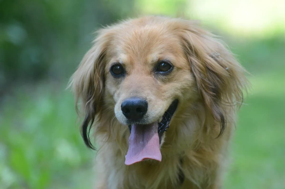 Kimchi, male 4yo Mixed Breed for adoption at Wesoly Kundelek