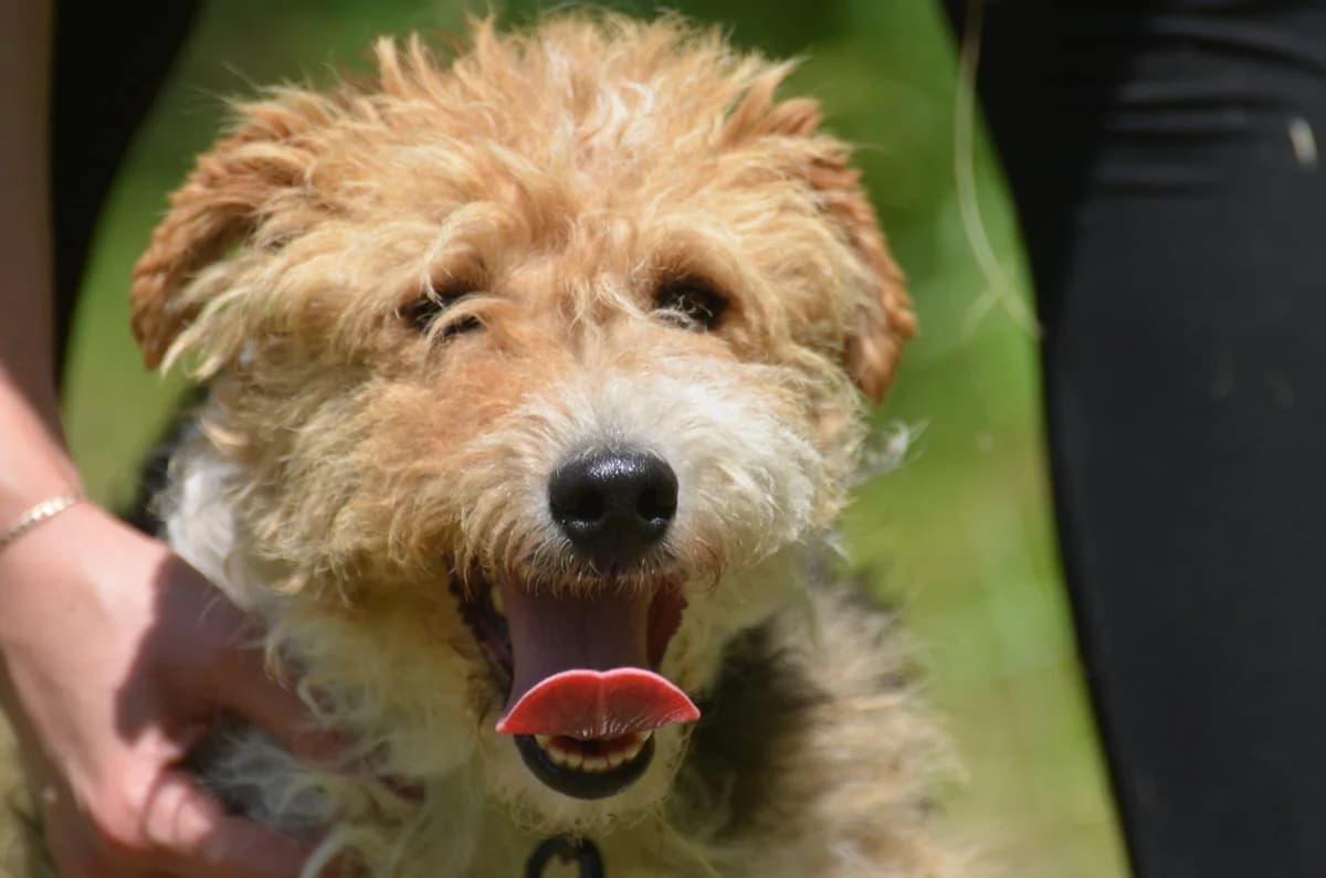 Czakra, female 4yo Mixed Breed for adoption at Wesoly Kundelek