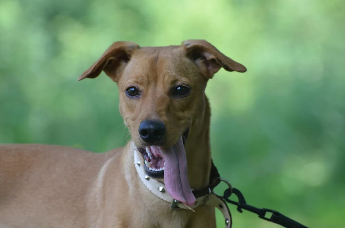 Parys, mixed breed for adoption at Wesoly Kundelek