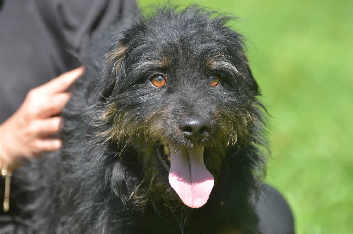 Finch, mixed breed for adoption at Wesoly Kundelek