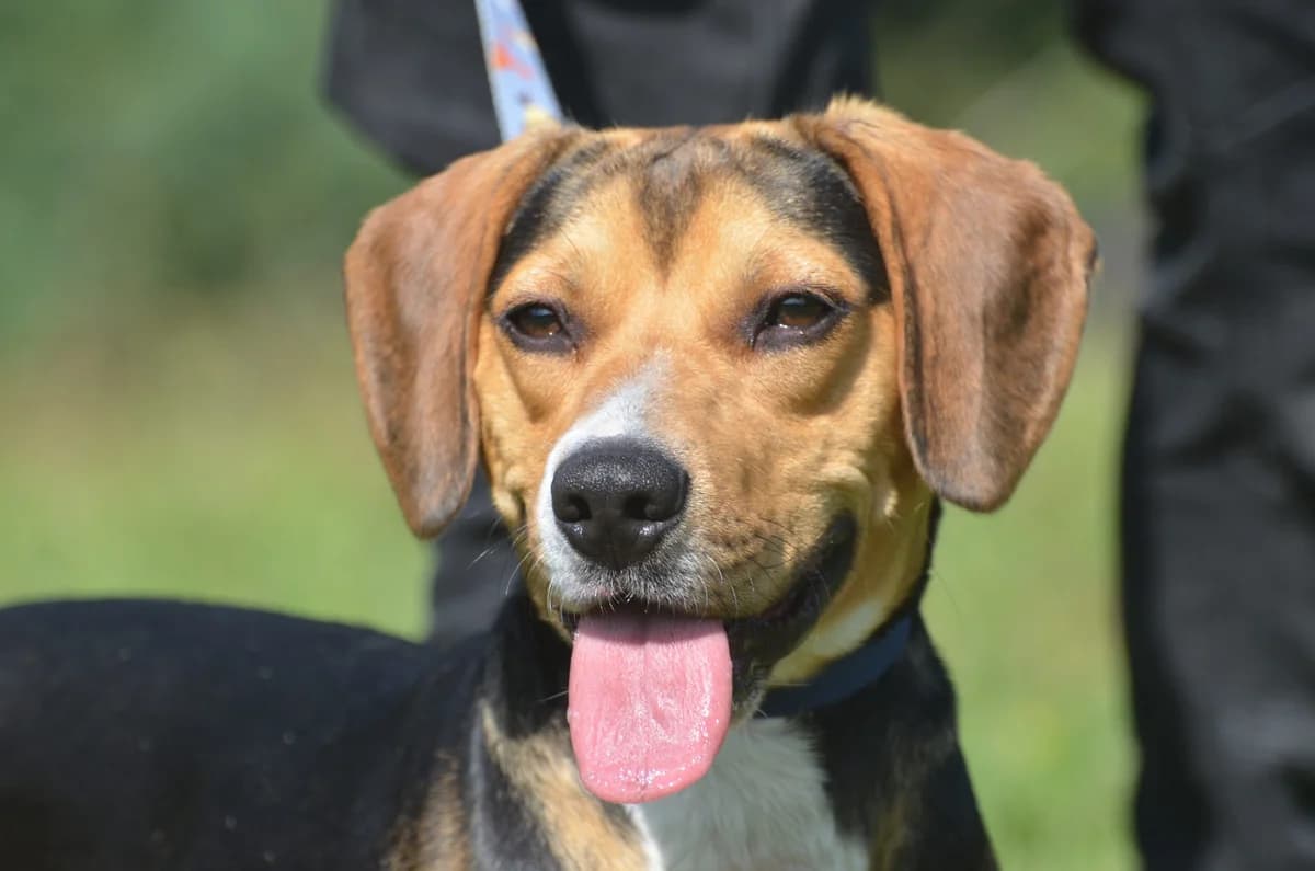 Santiago, male Beagle for adoption at Wesoly Kundelek