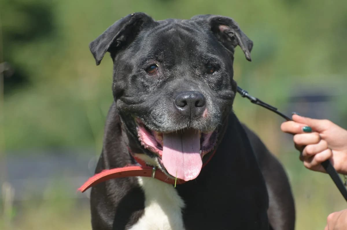 Ben, senior Mixed Breed for adoption at Wesoly Kundelek