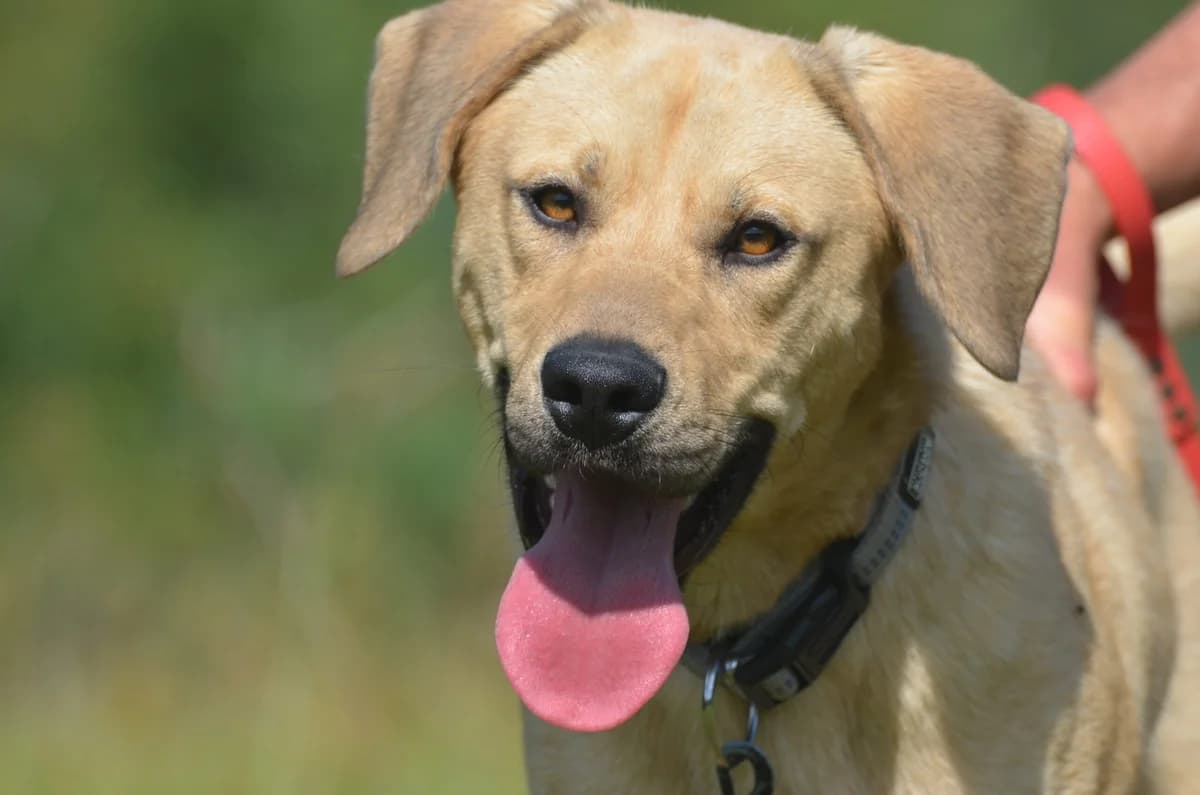 Kornel, mixed breed for adoption at Wesoly Kundelek