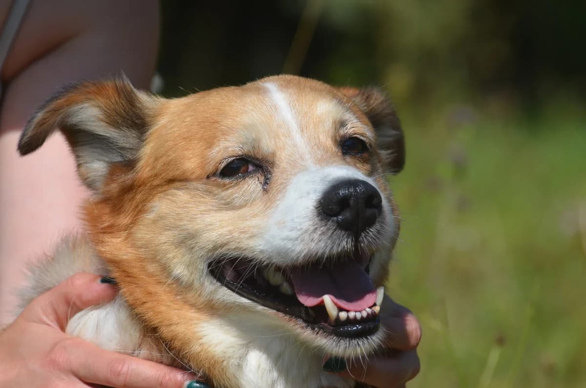 WΕadek, male Mixed Breed for adoption at Wesoly Kundelek