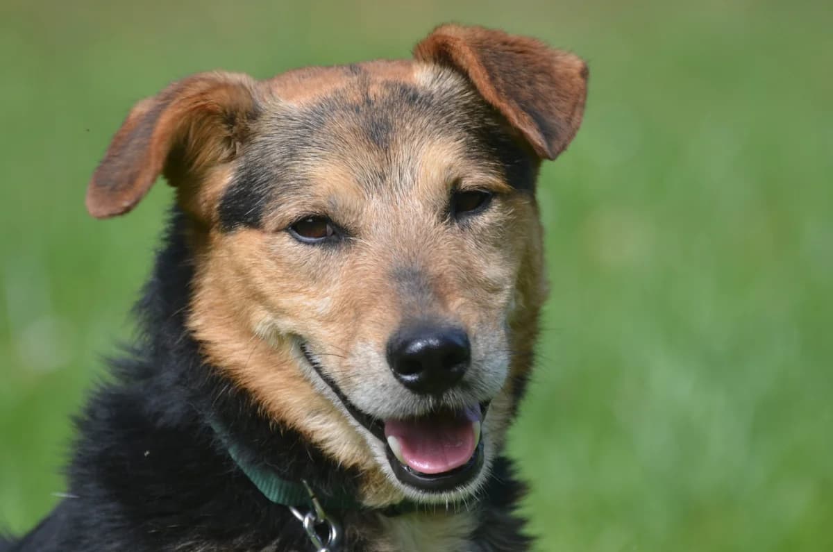 Maio, male 3yo Mixed Breed for adoption at Wesoly Kundelek