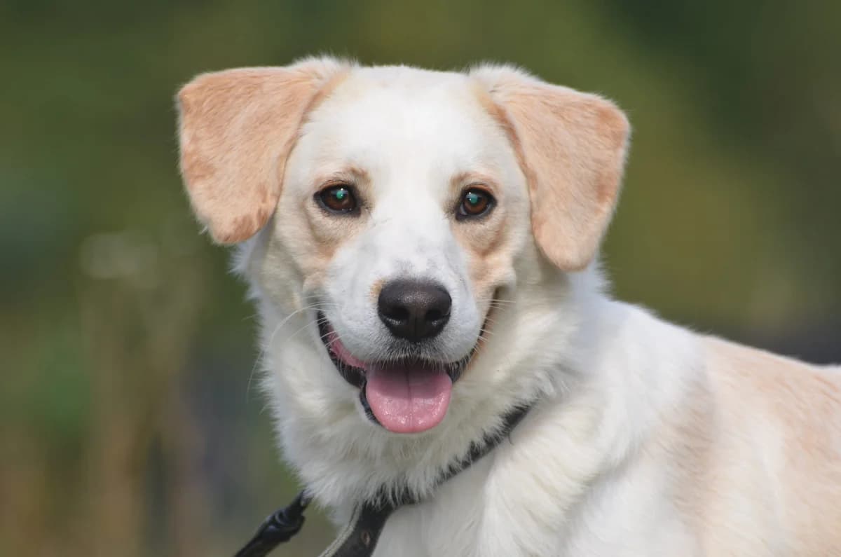 Kamil, mixed breed for adoption at Wesoly Kundelek