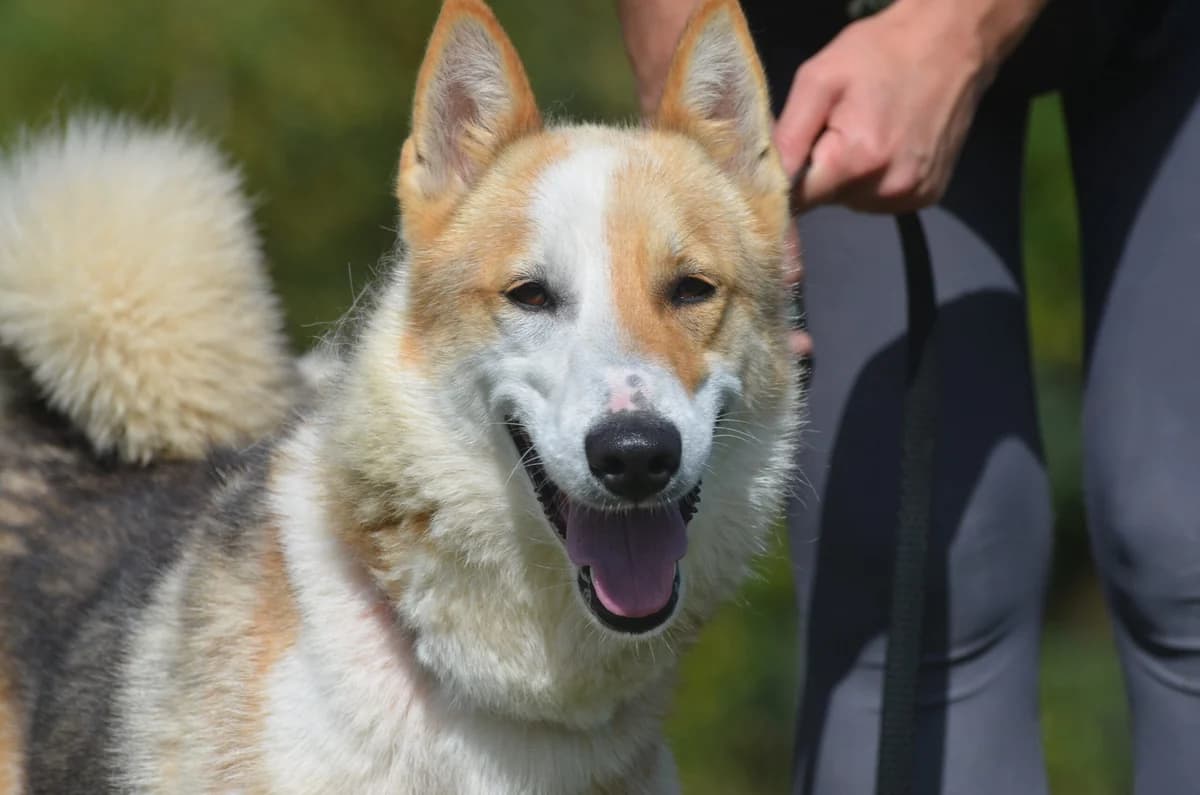 Czila, female Mixed Breed for adoption at Wesoly Kundelek