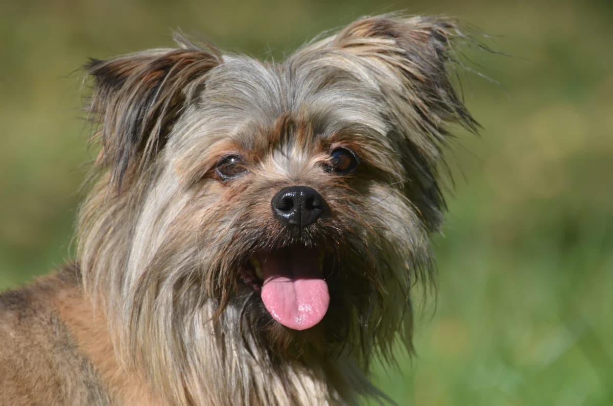 Miecio, male 4yo Mixed Breed for adoption at Wesoly Kundelek