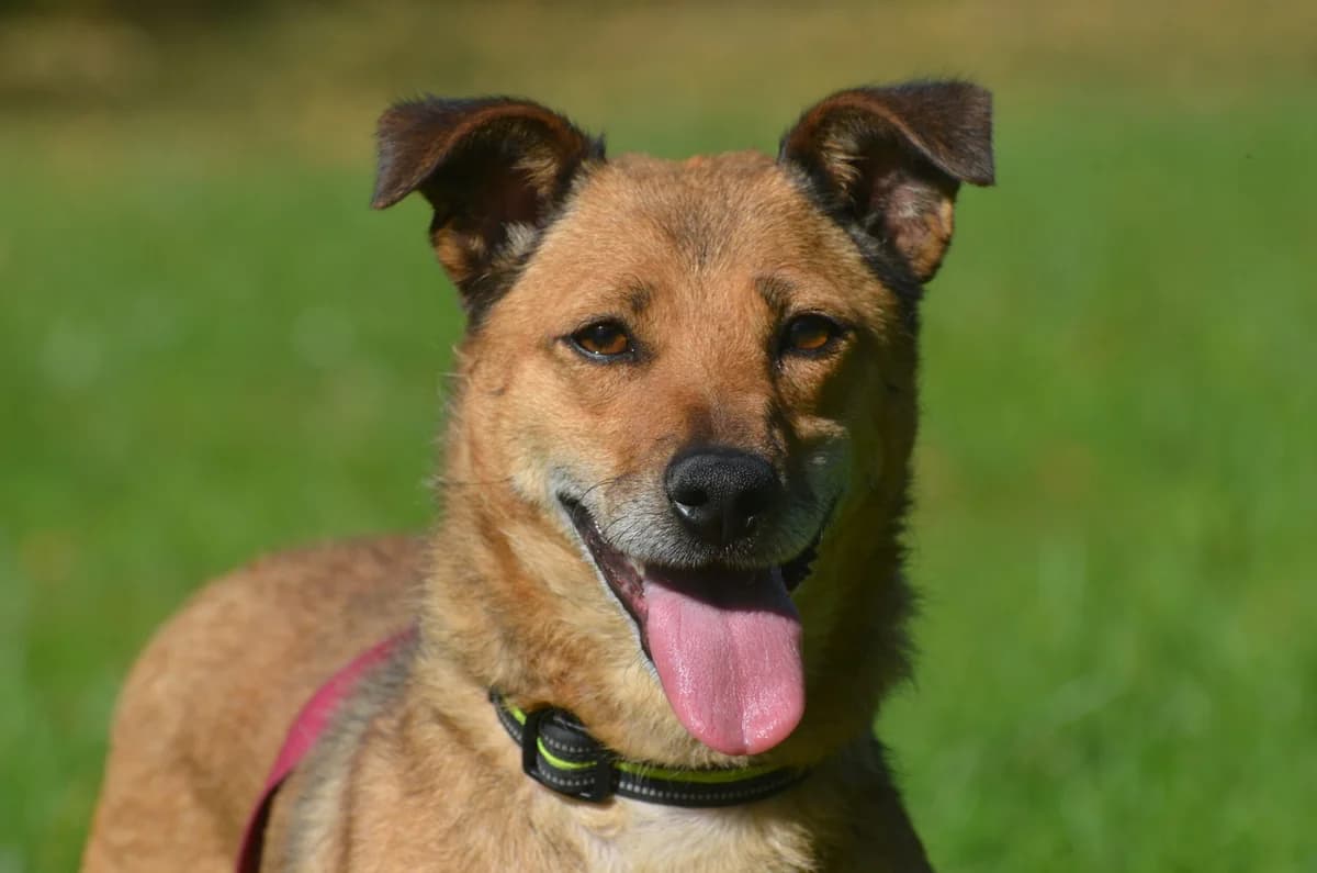 Greta, female puppy Mixed Breed for adoption at Wesoly Kundelek