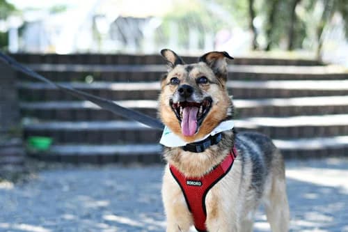 Pikachu, senior Mixed Breed for adoption at Schronisko dla zwierząt Włocławek
