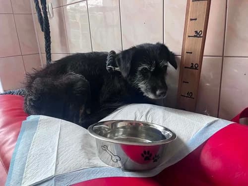 Sofi, senior Mixed Breed for adoption at Schronisko dla zwierząt Włocławek