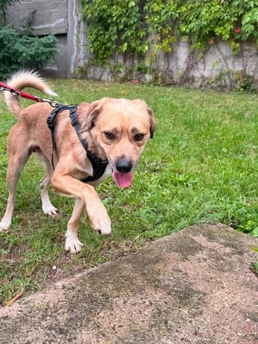 Majki, Mixed Breed for adoption at Schronisko dla zwierząt Włocławek