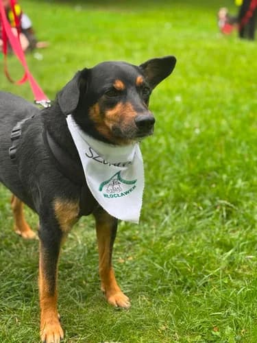 Bąbel, Mixed Breed for adoption at Schronisko dla zwierząt Włocławek