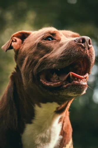 Drago, Mixed Breed for adoption at Schronisko dla zwierząt Włocławek