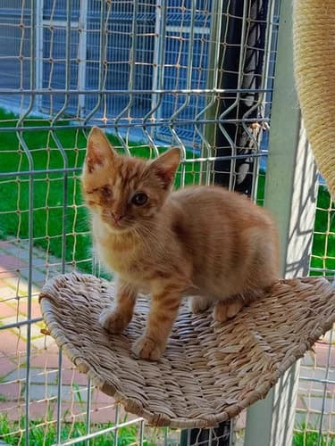 Makao, Mixed Breed for adoption at Schronisko dla zwierząt Włocławek