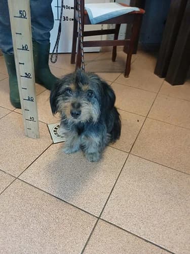 Pago, wilczasta male puppy mixed breed for adoption at Schronisko dla zwierząt Włocławek