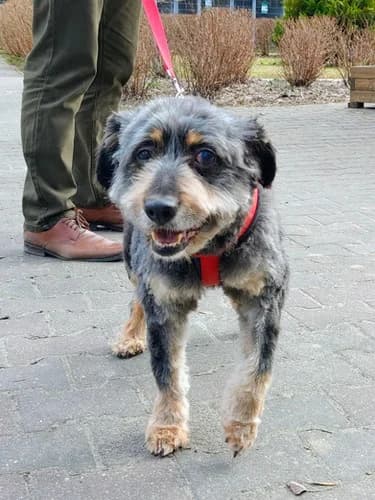 Osiołek, 7yo Mixed Breed for adoption at Schronisko dla zwierząt Włocławek