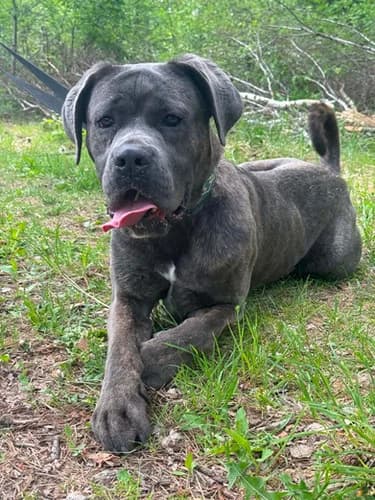 Diablo, szary pręgowany male puppy Cane Corso for adoption at Schronisko dla zwierząt Włocławek