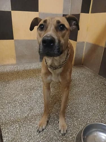 Atena, Mixed Breed for adoption at Schronisko dla zwierząt Włocławek