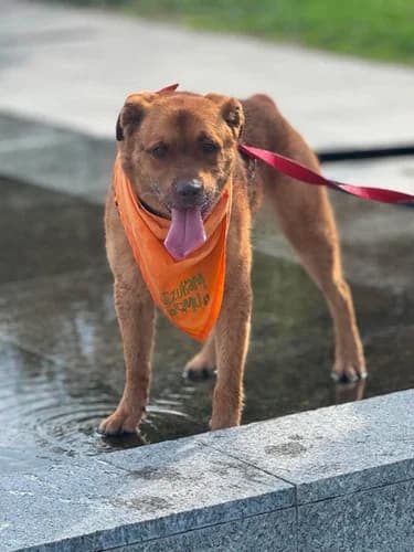 Tajson, Mixed Breed for adoption at Schronisko dla zwierząt Włocławek