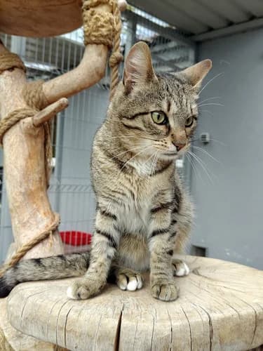Zenio, Mixed Breed for adoption at Schronisko dla zwierząt Włocławek