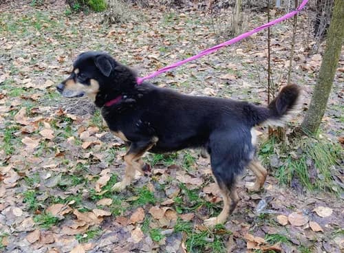 Bolo, Mixed Breed for adoption at Schronisko dla zwierząt Włocławek