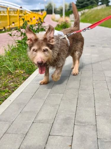 Kuki, brązowo beżowy male puppy mixed breed for adoption at Schronisko dla zwierząt Włocławek