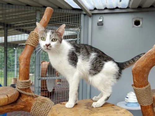 Sarin, Mixed Breed for adoption at Schronisko dla zwierząt Włocławek