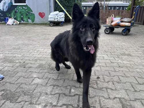 Demon (przebywa w domu tymczasowym, czarny male 3yo mixed breed for adoption at Schronisko dla zwierząt Włocławek