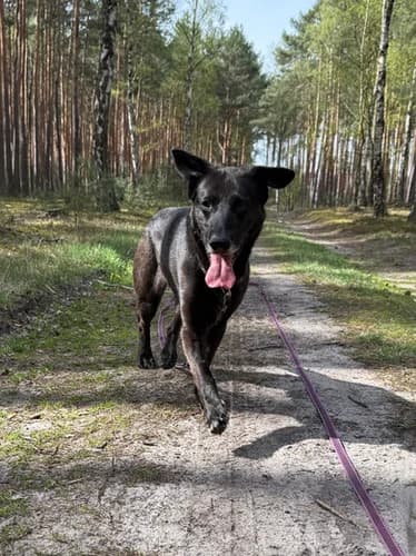 Pako, Mixed Breed for adoption at Schronisko dla zwierząt Włocławek